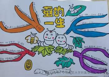 教科版三年级科学下册《蚕的一生》思维导图作品