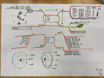 七年级科学《观察生物》知识梳理思维导图